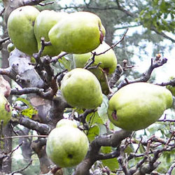 Cognassier de Chine / Pseudocydonia sinensis